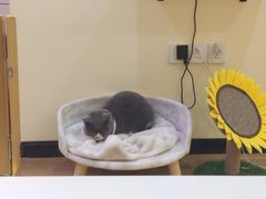 -滚猫咖啡·猫咖·猫友好撸猫(未来城店)