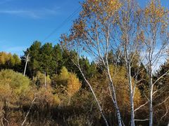 -塞罕坝国家级自然保护区