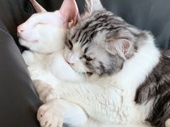 -飞行喵MR PILOT|猫舍·猫咖(静安大融城店)