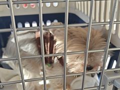 -瑞派宠物医院·犬猫全科·猫友好(宾水西道店)