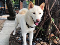 -柴犬高等学院·狗咖·柴犬售卖·宠物训练