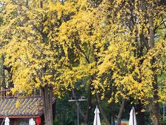 -成都市活水公园