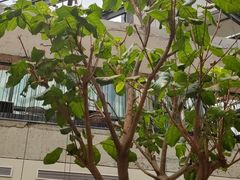 -大树餐厅(红旗街万达店)