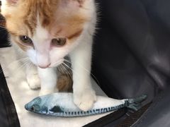 -纳吉亚猫专科动物医院·北北分院