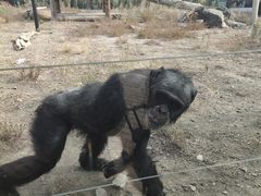 -新疆天山野生动物园