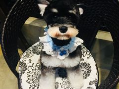 -八公叔叔宠物美容连锁(春申店)