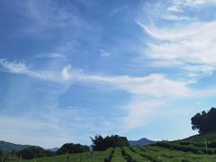 -中国茶叶博物馆(双峰馆区)