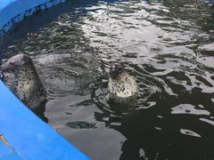 -北戴河圣蓝海洋公园