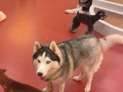 -和它·交个朋友·狗咖猫咖(爱琴海店)