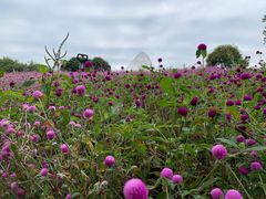 -松山湖梦幻百花洲