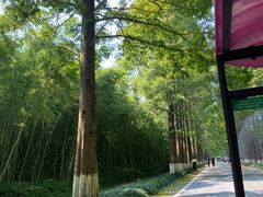 -黄海国家森林公园