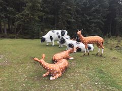 -鹞子沟国家森林公园