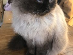 -猫小院猫主题餐厅(南锣旗舰店)