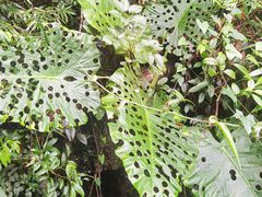 -七仙岭温泉国家森林公园