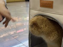 -虹泰宠物医院 ·旗舰店·24h(南秀路店)