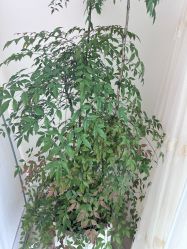 -HEYAN荷妍专业脱毛连锁机构