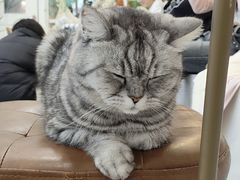 -共舞时光猫咖·狗咖(新街口店)
