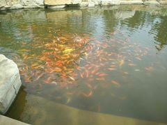 -羊亭河湿地公园