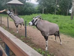 -大连森林动物园