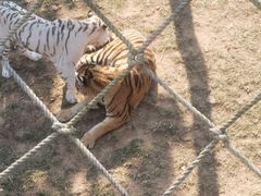 -西霞口神雕山野生动物世界