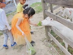 -前小桔亲子创意农场·草莓采摘·露营烧烤