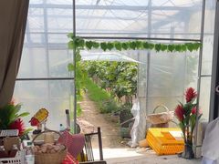 -马陆小张葡萄园农家乐