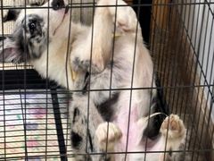 -义乌市派和宠物医院(贝村诊所)