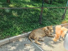 -大连森林动物园