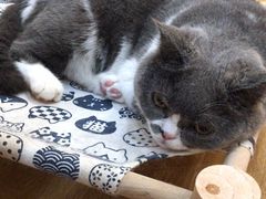 -滚猫咖啡·猫咖·猫友好撸猫(未来城店)