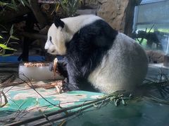 -成都动物园
