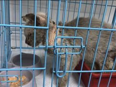 -贝康宠物医院·犬猫全科·小动物特色诊疗中心(东环路店)