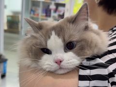 -纳吉亚猫专科动物诊疗中心(蒋宅口分院)