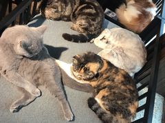 -more than meow吴止猫主题餐厅(承德 中船汇店)