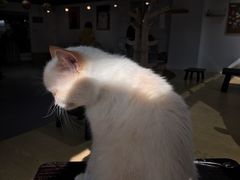 -Heymao猫咖.咖啡厅(东门店)