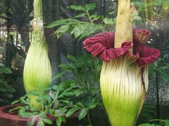 -北京植物园-展览温室