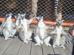 -北京野生动物园