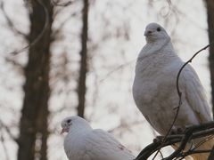 -音乐台