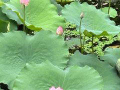 -荔湾湖公园