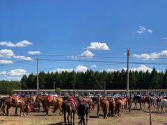 -塞罕坝国家级自然保护区