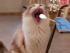 -飞行喵MR PILOT|猫舍·猫咖(静安大融城店)