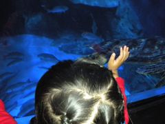 -烟台海昌鲸鲨海洋公园