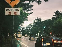 -奈良公园