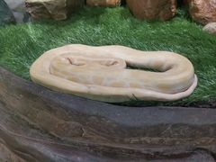 -广州长隆野生动物世界