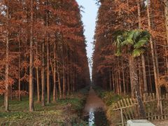 -东平国家森林公园