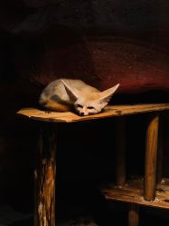 点击看大图 -Zoolung Zoolung动物主题公园(海信广场店)