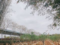 -天适樱花悠乐园