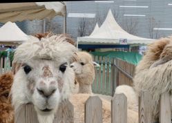 -萌宠亲子动物乐园(槐房万达店)