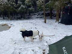 -武陵山森林公园