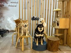-柴迷FANS CLUB·柴犬狗咖·猫咖