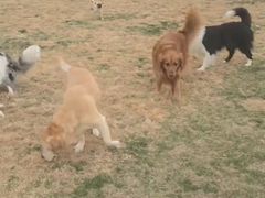 -趣玩宠物乐园寄养训犬训狗游泳池